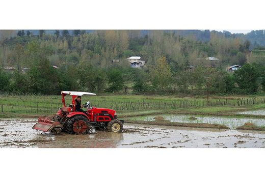 آغاز شخم و شیار زمستانه در شالیزارهای سوادکوه/ فعالیت 1000 شالیکار