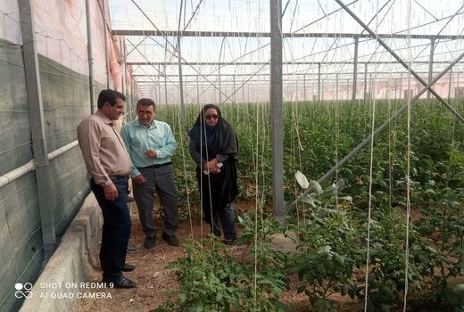 کشاورزان به عرضه گوجه فرنگی در زمان نیاز بازار دقت کنند 