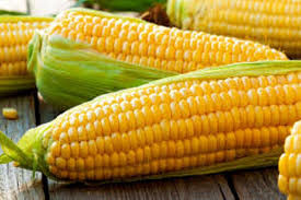 پیش بینی برداشت بیش از 5  هزار تن ذرت بذری 