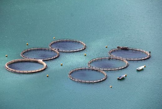 پرورش ماهی در قفس، انقلابی در عرصه تولید و رونق اقتصادی است