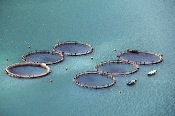 پرورش ماهی در قفس، انقلابی در عرصه تولید و رونق اقتصادی است