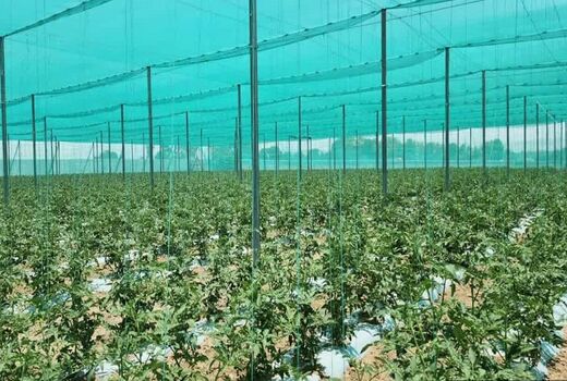 تخصیص 1 هزار میلیارد تومان تسهیلات توسعه گلخانه تابع اقلیم در کشور