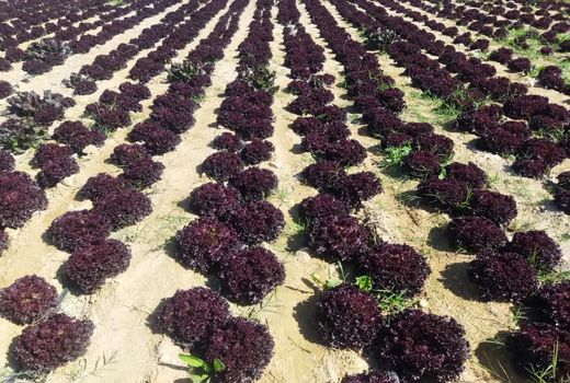 کشت کاهوی فرانسوی برای اولین بار در قیروکارزین