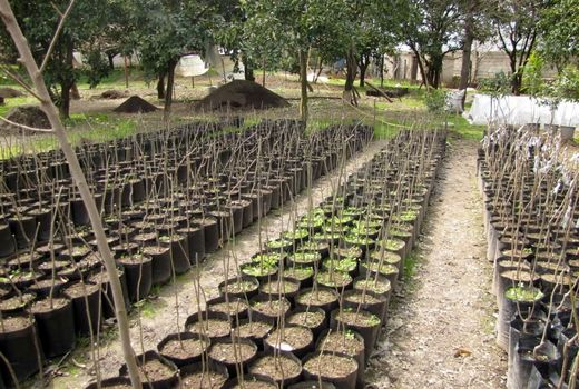 باغداران نهال‌های خود را فقط از نهالستان‌های مجوز دار تهیه کنند