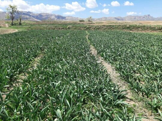 کاشت گیاه موسیر در 25 هکتار از مزارع کشاورزی شهرستان آوج