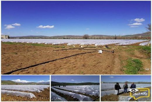 کاشت گوجه فرنگی و خیار به روش تونلی برای اولین بار در بانه