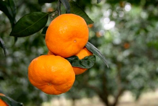 پیش‌بینی برداشت 570 هزار تن مرکبات در ساری