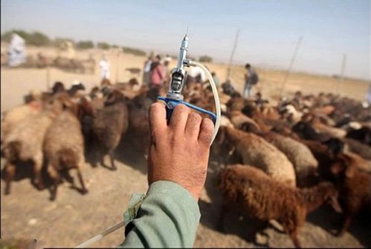 ۹۵ درصد واکسن‌های دامی در کشور تولید می‌شود
