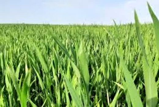 آماده سازی و کالیبراسیون کارنده‌ها در اندیکا