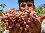 کرمان سرزمین طلای سبز؛ روایت شکوفایی کشاورزی در دل کویر