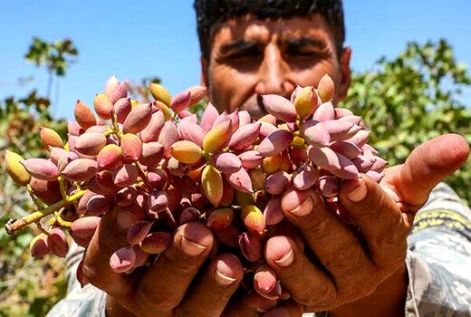 کرمان سرزمین طلای سبز؛ روایت شکوفایی کشاورزی در دل کویر