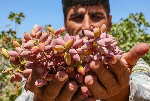 کرمان سرزمین طلای سبز؛ روایت شکوفایی کشاورزی در دل کویر