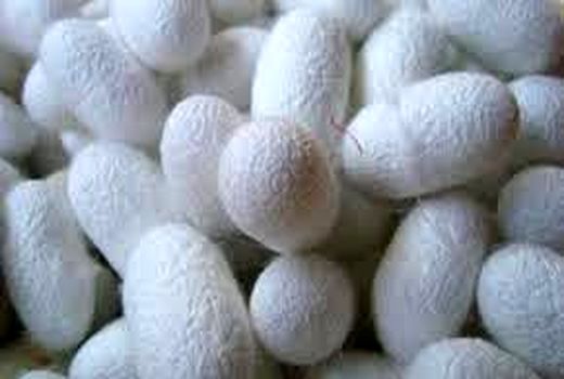 کرونا مانع تولید چند برابری پیله ابریشم پاییزه در خراسان شمالی شد 