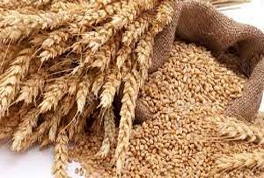 شناسایی ۱۰۰ دلال گندم در خراسان شمالی 