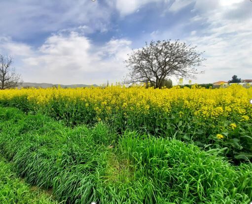 پرداخت بیش از ۱۰۷ میلیارد ریال به کلزاکاران خراسان شمالی