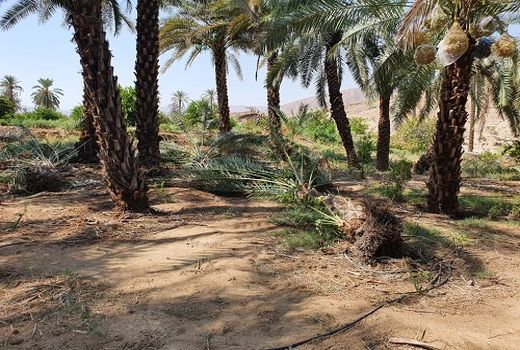 خسارت 257 میلیارد ریالی از رگبار در قیروکارزین