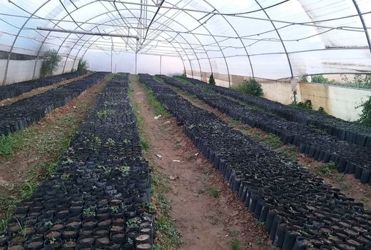 تولید 20 هزار اصله نهال گلدانی در گرمسار