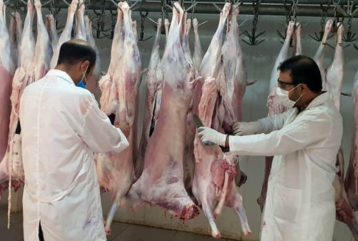 نظارت بر ذبح بهداشتی بیش از 4 هزار راس دام در فارس