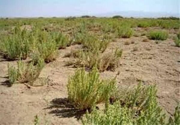 بازدید مدیرکل منابع طبیعی و آبخیزداری خراسان شمالی از نهال‌های گلدانی بیابانی تولید شده