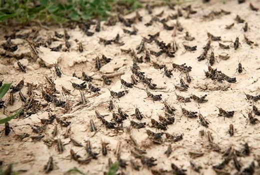 فعالیت ۵۴ اکیپ ردیابی و مبارزه بر علیه ملخ صحرایی در هرمزگان