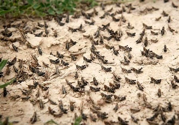 فعالیت ۵۴ اکیپ ردیابی و مبارزه بر علیه ملخ صحرایی در هرمزگان