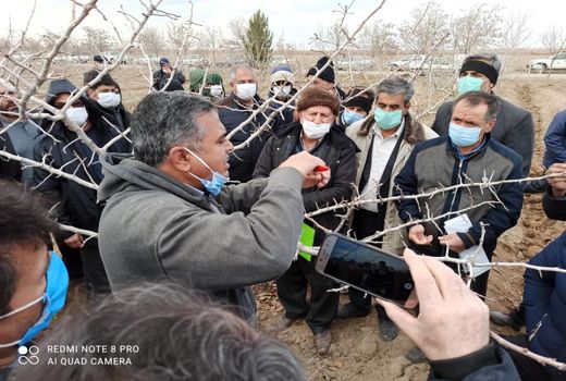 باغداران پیشرو شهرستان بوئین زهرا با اصول هرس وپیوند در باغات پسته آشنا شدند