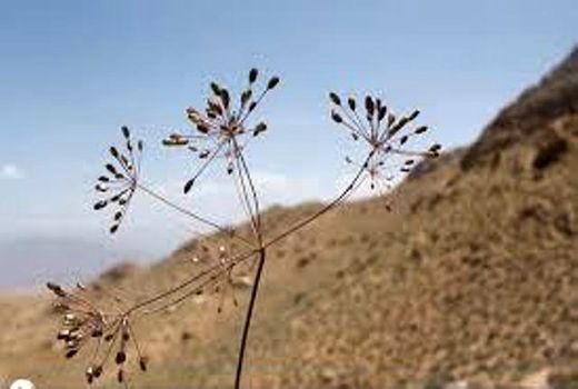 برداشت سالانه  98 تن زیره سبز، از مزارع استان کرمان 