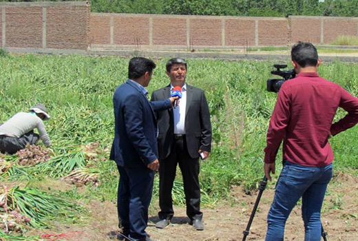 تولید 6800 تن سیر خشک در شهرستان آذرشهر