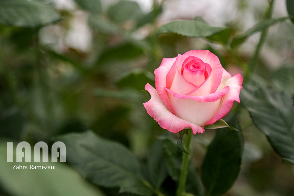 گلخانه شهاب گل خمین 