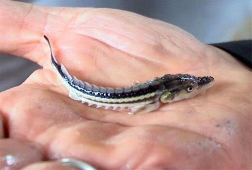   ماهیان خاویاری زنده  و بدون آب جابه‌جا شدند