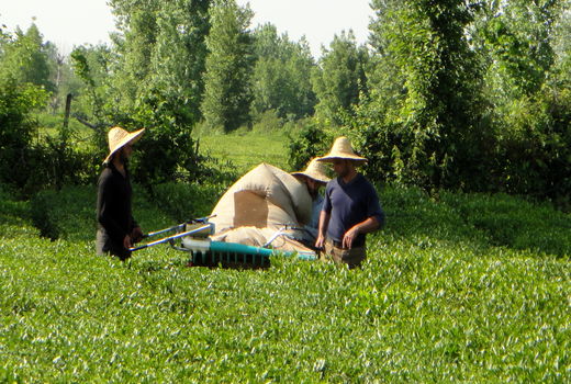 خرید ۹۳ هزار تن برگ سبز چای از چایکاران