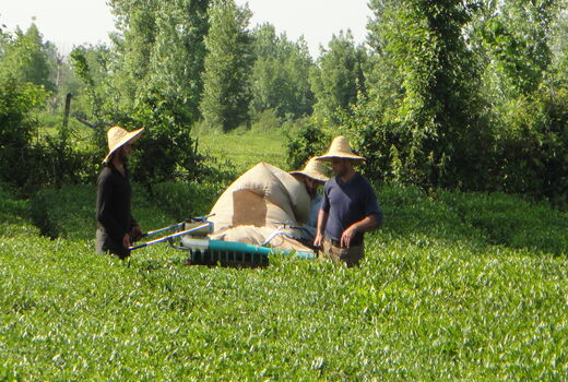 خرید ۹۳ هزار تن برگ سبز چای از چایکاران