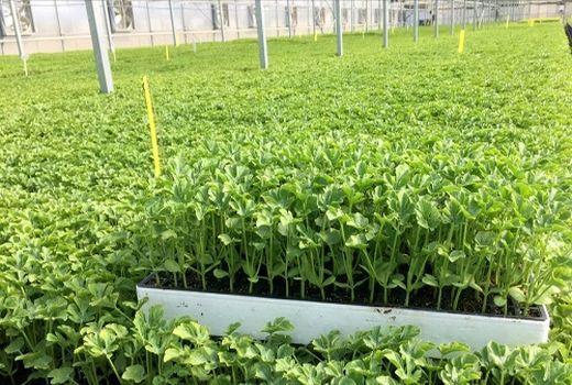 یک گلخانه تولید نشاء در ارسنجان آغاز به کار کرد 