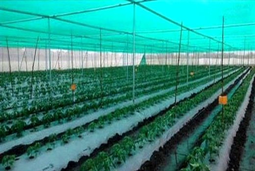 اجرای طرح پایلوت کشت زنجبیل با سایبان‌های نوین در ایران