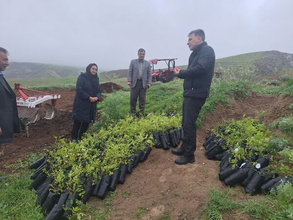 توسعه باغات سماق در هوراند؛ گام جدید برای حفاظت ذخایر ژنتیکی و بهره‌برداری پایدار