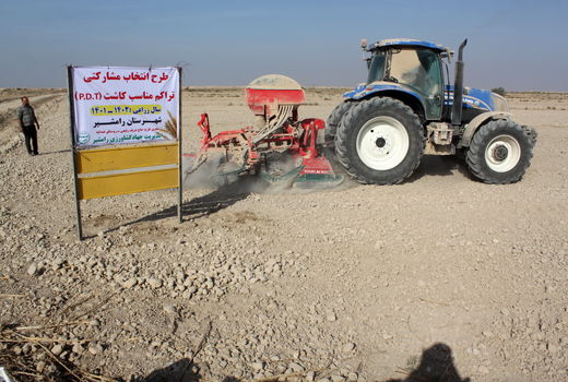 ارتقای  امنیت غذایی جامعه و جهش تولید با اجرای طرح P.D.T  گندم در رامشیر