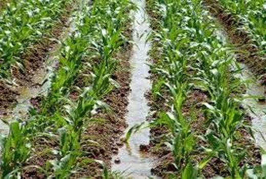 کشت مستقیم ذرت در شهرستان مهران ایلام