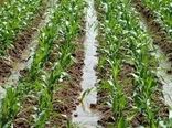 کشت مستقیم ذرت در شهرستان مهران ایلام