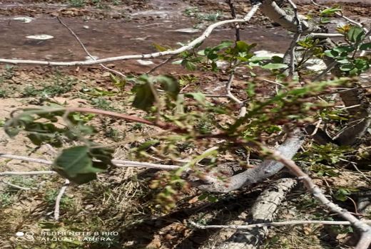 خسارت 17 میلیون ریالی سرمازدگی فروردین ماه به محصولات باغی شهرستان سیرجان 