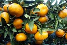 شرایط جوی مرکبات استان را تهدید می کند