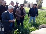 بازدید سرپرست وزارت جهاد کشاورزی از مزارع کشاورزی استان های خوزستان و ایلام 98/11/24	