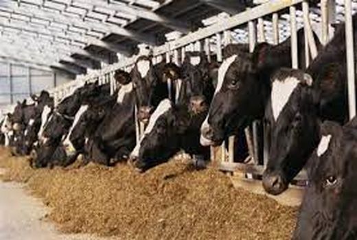 رونق مرغداری ها و دامداری ها  در هفتکل با پرداخت تسهیلات