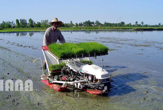 انقلاب برنج در آسیا