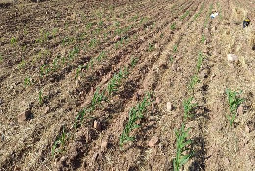 حفظ بقایای گیاهی در زمین و بهبود مواد آلی خاک در خاک ورزی حفاظتی