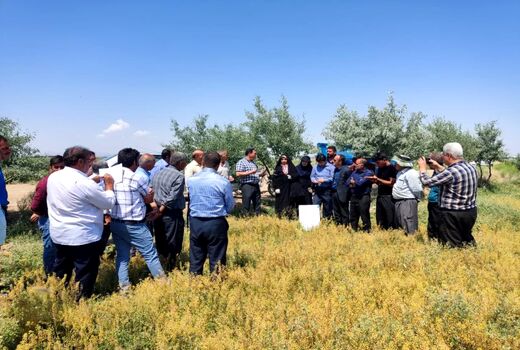 برگزاری روز مزرعه کاملینا در شهرستان اسکو