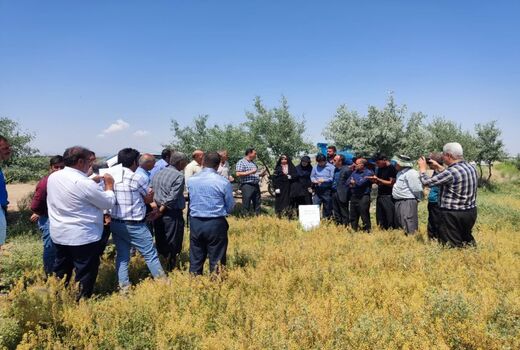 برگزاری روز مزرعه کاملینا در شهرستان اسکو