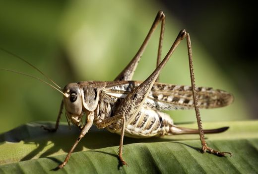 ملخ مراکشی تهدیدی جدی برای کشاورزی ایران است