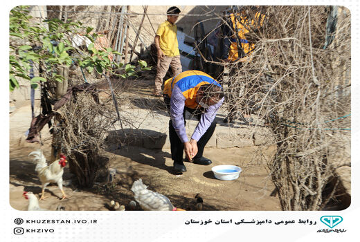 واکسیناسیون رایگان طیور بومی خوزستان در مقابل نیوکاسل