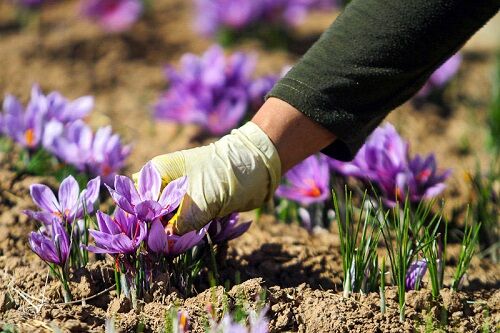 پیش بینی تولید 180 کیلوگرم زعفران در مرودشت