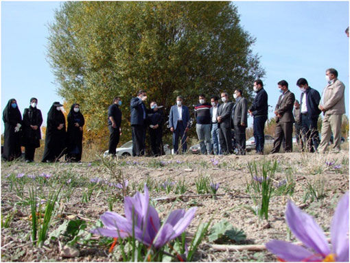 کشت 13 هزار هکتار زعفران در شهرستان اهر